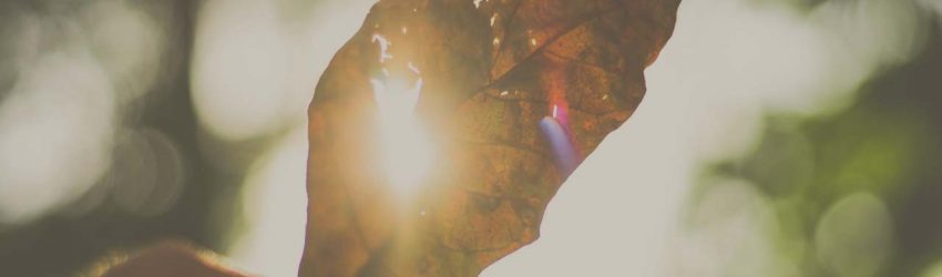 Mann hält Blatt in die Sonne und freut sich nach Hypnose in Graz